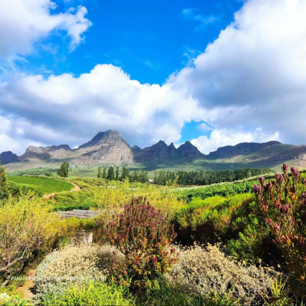 Top 10 Romantic Places in the Cape Winelands 2024 Cover Photo